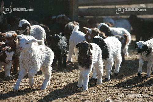 Ханш нээх өдөр